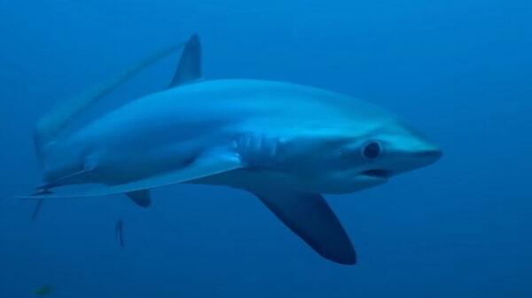 El fotógrafo Bo Mancoa, captó en video a un tiburón zorro a pocos metros de distancia, logrando imágenes impresionantes