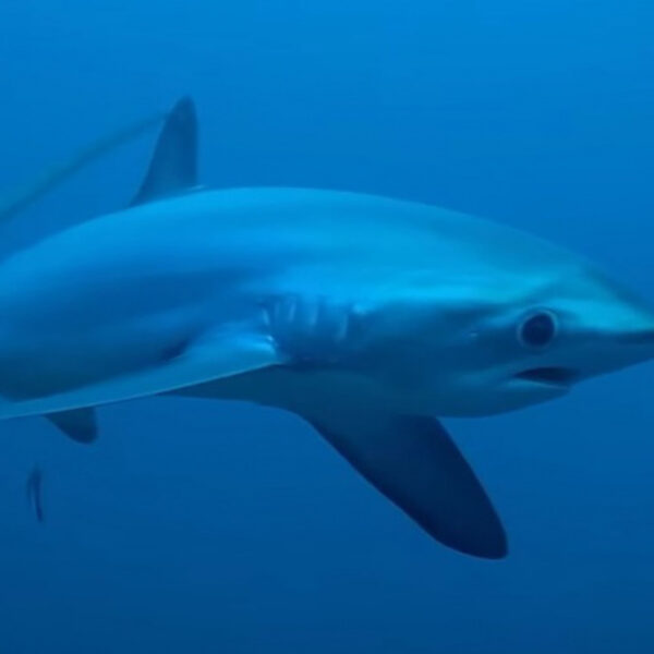 El fotógrafo Bo Mancoa, captó en video a un tiburón zorro a pocos metros de distancia, logrando imágenes impresionantes