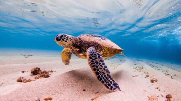 Debido a los confinamientos por la pandemia del Covid-19 se ha registrado una cifra récord de nacimiento de tortugas