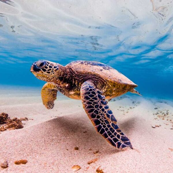 Debido a los confinamientos por la pandemia del Covid-19 se ha registrado una cifra récord de nacimiento de tortugas