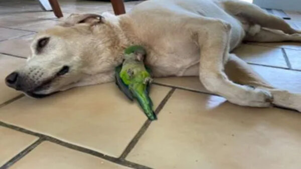 Aunque no es muy común la amistad entre los animales de otras razas, cuando se dan estos vínculos pueden enternecer a cualquiera