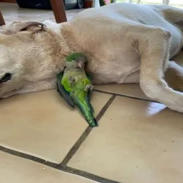 Aunque no es muy común la amistad entre los animales de otras razas, cuando se dan estos vínculos pueden enternecer a cualquiera