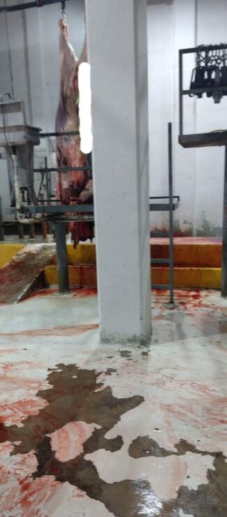 Por insalubre suspenden Rastro Municipal de Othón P. Blanco; inspectores sanitarios hallan severas deficiencias en la operatividad.