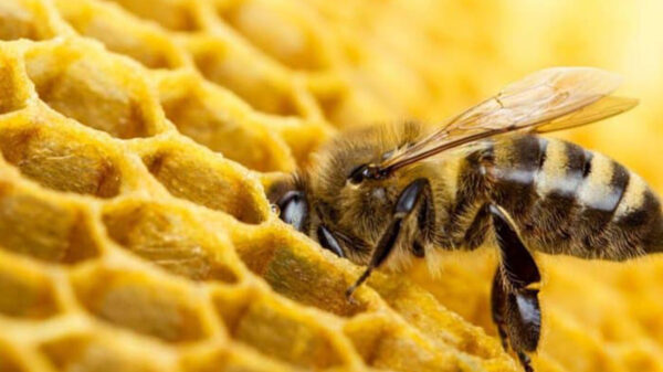 Hombre muere tras ser atacado por abejas en Texas