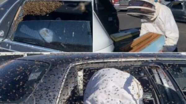 Mientras los dueños de un vehículo se fueron de compras un enjambre de abejas se apoderó de la unidad, eran 15.000