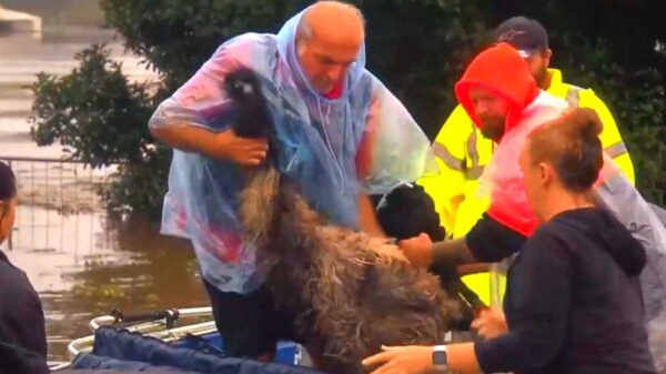 Las mascotas son parte de la familia y eso lo sabe bien un abuelo australiano, quien no dudo en arriesgar su vida para salvar a su compañero de vida