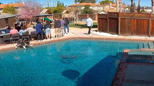 Las imágenes de un perro que cruza una alberca se viralizan en redes sociales causando toda una polémica en redes sociales