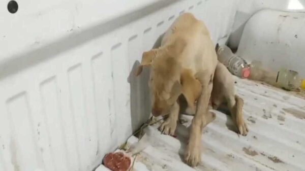 Los casos de maltrato animal parecen no dar tregua, ahora le tocó a un cachorro mestizo en Coahuila, que fue baleado en una pata delantera