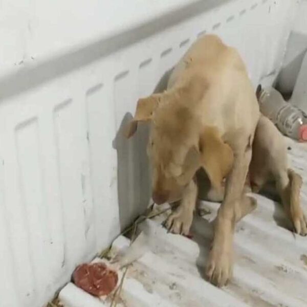 Los casos de maltrato animal parecen no dar tregua, ahora le tocó a un cachorro mestizo en Coahuila, que fue baleado en una pata delantera