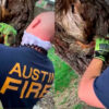 Tremendo susto se llevó una pequeña ardilla, quien tuvo que ser rescatada por los bomberos en la ciudad de Austin, Texas, Estados Unidos