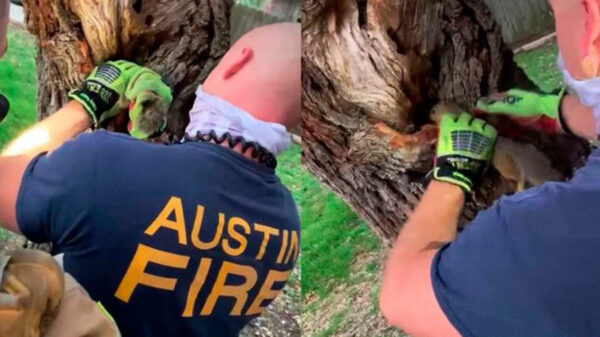 Tremendo susto se llevó una pequeña ardilla, quien tuvo que ser rescatada por los bomberos en la ciudad de Austin, Texas, Estados Unidos