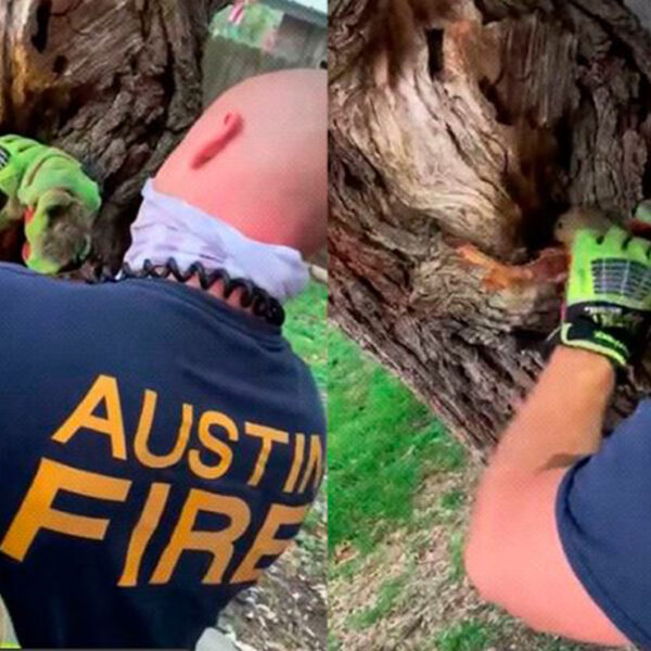 Tremendo susto se llevó una pequeña ardilla, quien tuvo que ser rescatada por los bomberos en la ciudad de Austin, Texas, Estados Unidos