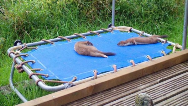 No cabe duda que la diversión no solo es exclusiva de los humanos, así lo demuestra esta historia de unos armiños bebés