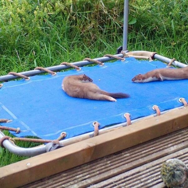 No cabe duda que la diversión no solo es exclusiva de los humanos, así lo demuestra esta historia de unos armiños bebés