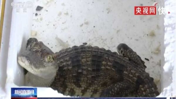 Eso de comprar por internet puede ser un arma de doble filo, pues a veces no resulta lo que esperamos