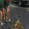 En Florida, Estados Unidos, una llamada de auxilio sorprendió a las autoridades, pues un enorme cocodrilo acechaba el lugar