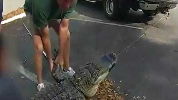 En Florida, Estados Unidos, una llamada de auxilio sorprendió a las autoridades, pues un enorme cocodrilo acechaba el lugar