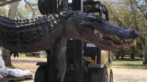 Una gran cantidad de objetos, algunos extraños fueron extraídos del estómago de un enorme cocodrilo capturado en Estados Unidos