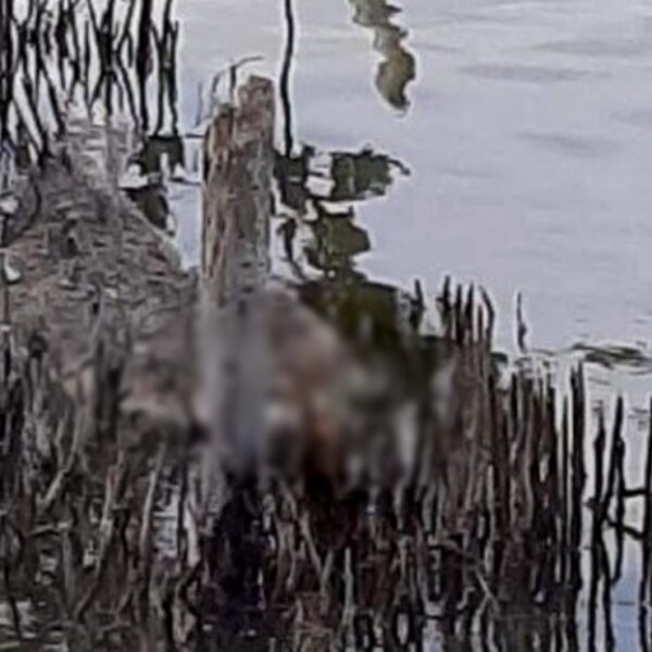 Encuentran a dos cocodrilos muertos en Dzidzantún, fueron atacados a balazos