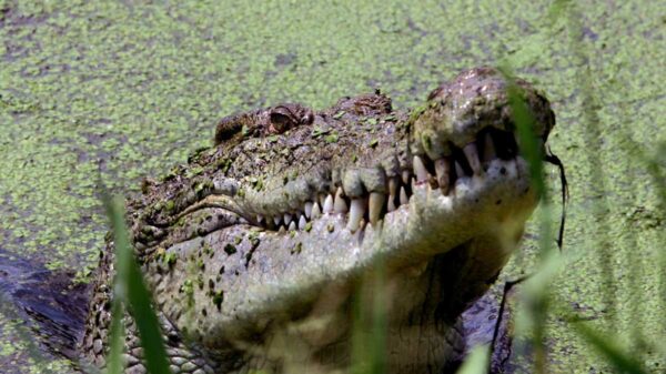 La imagen de un cocodrilo gigante que atrapa y destroza un enorme pez barramundi se viraliza