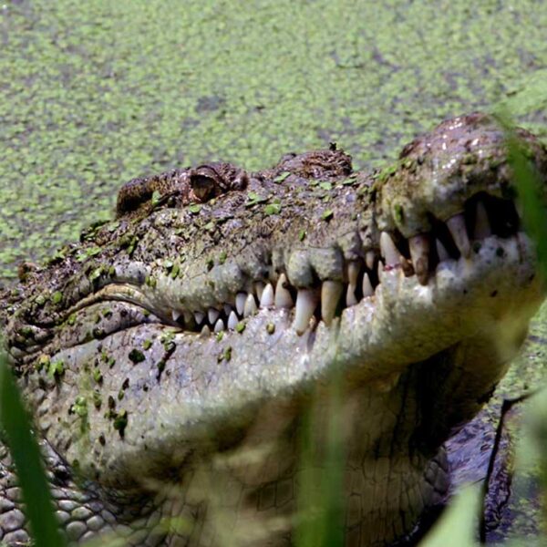 La imagen de un cocodrilo gigante que atrapa y destroza un enorme pez barramundi se viraliza