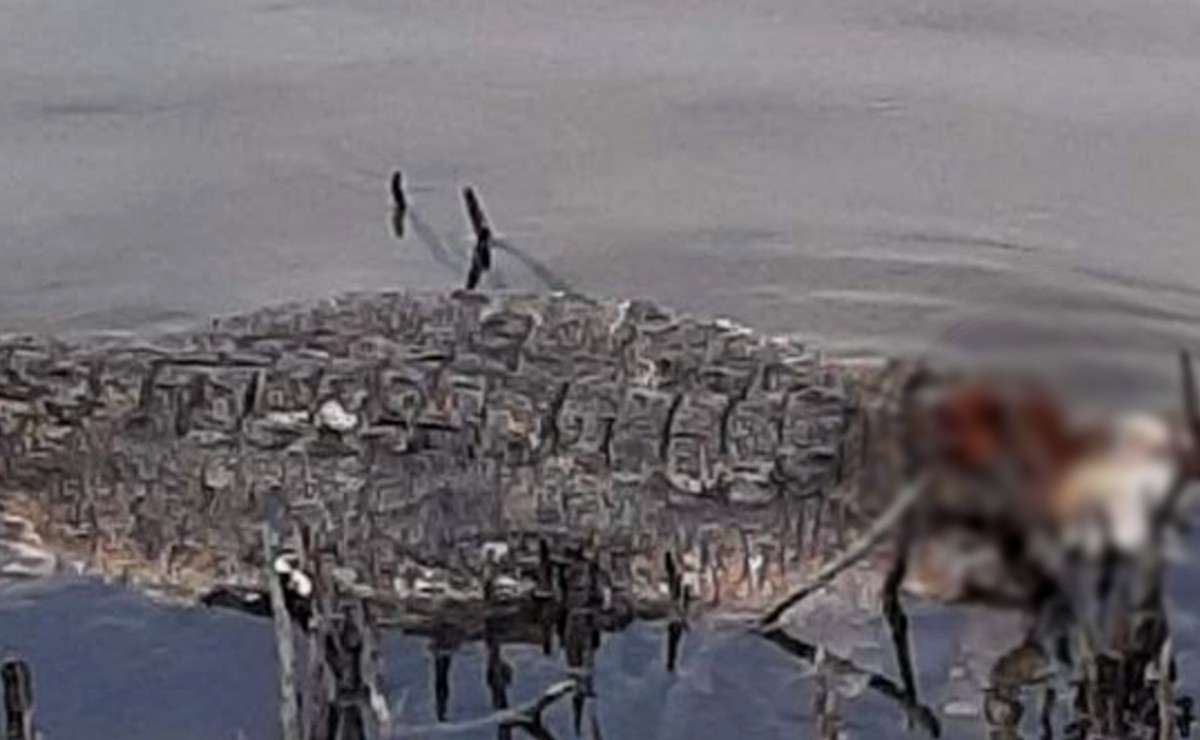 Encuentran a dos cocodrilos muertos en Dzidzantún, fueron atacados a balazos