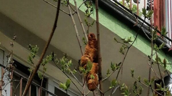 Una rara criatura con aspecto peligroso fue reportada a la Sociedad Protectora de Animales en Cracovia, que llevaba varios días en un árbol