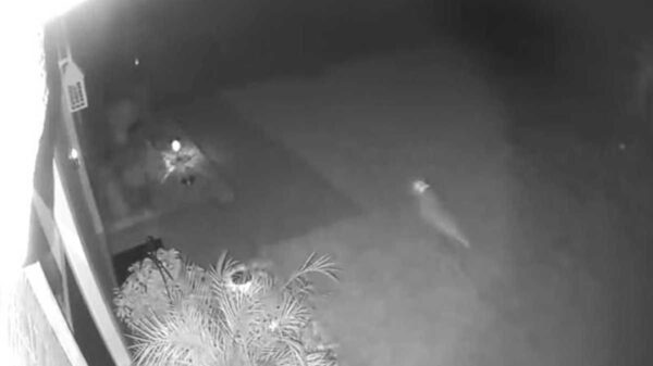 El avistamiento de un dinosaurio reportado por una mujer en Miami, Florida, ha causado reacciones encontradas en las redes sociales