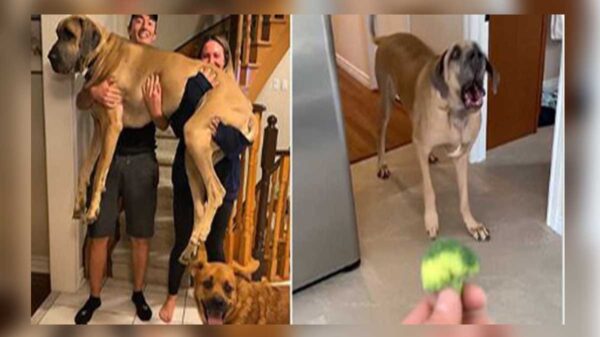 A veces las apariencias engañan y si no pregúntenle a una pareja canadiense, quienes adquirieron un hermoso cachorro a quien nombraron Brewsk