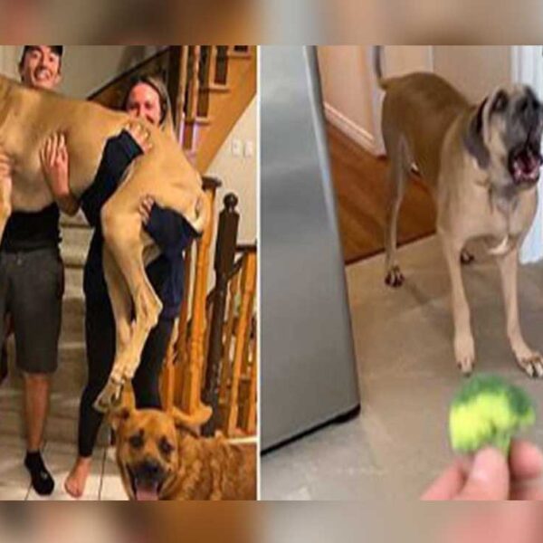 A veces las apariencias engañan y si no pregúntenle a una pareja canadiense, quienes adquirieron un hermoso cachorro a quien nombraron Brewsk