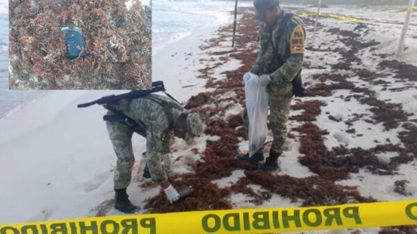 Cinco kilos de mariguana son asegurados por la Sedena en Cozumel