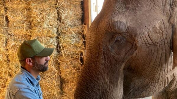 Denuncian fraude en la venta del elefante "Big Boy" a Mauricio Islas