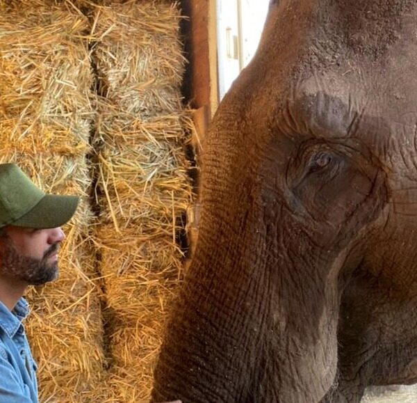 Denuncian fraude en la venta del elefante "Big Boy" a Mauricio Islas