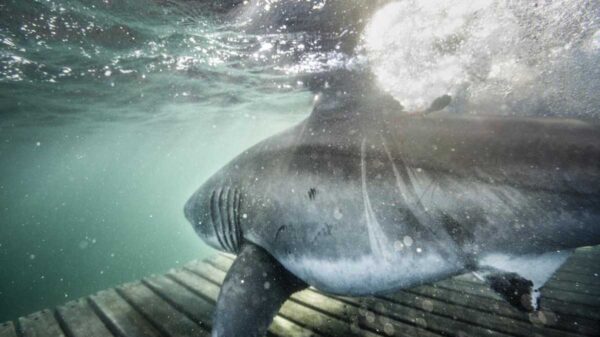 Un enorme tiburón hembra ronda las costas de Florida, según dato de la organización OCEARCH, encargada de monitorear a estos escualos, Edithe