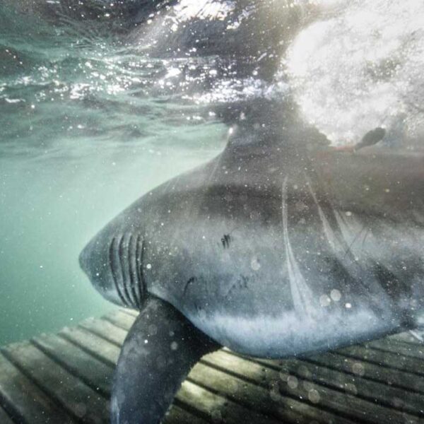 Un enorme tiburón hembra ronda las costas de Florida, según dato de la organización OCEARCH, encargada de monitorear a estos escualos, Edithe