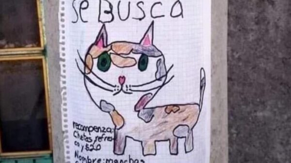Sin duda alguna las mascotas son la mejor compañía para los niños, por eso cuando un gato se pierde deja un gran vacío