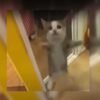 TikTok se ha convertido en la plataforma consentida de los dueños de mascotas, tal es el caso de un gato que se viraliza al bailar el Aserejé