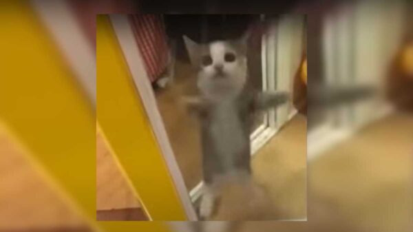 TikTok se ha convertido en la plataforma consentida de los dueños de mascotas, tal es el caso de un gato que se viraliza al bailar el Aserejé