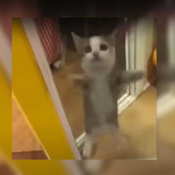 TikTok se ha convertido en la plataforma consentida de los dueños de mascotas, tal es el caso de un gato que se viraliza al bailar el Aserejé