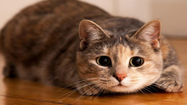 No cabe duda que las mascotas a veces nos juegan malas pasadas; esta es la historia de un curioso gato llamad que no se midió con su travesura