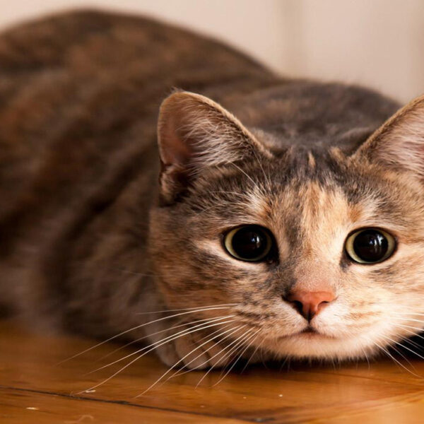 No cabe duda que las mascotas a veces nos juegan malas pasadas; esta es la historia de un curioso gato llamad que no se midió con su travesura