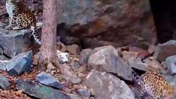 En una cita romántica fueron captados dos felinos en el Parque Nacional “Tierra de Leopardos”. El encuentro amoroso se populariza