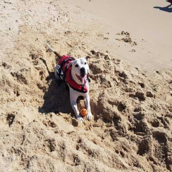 La heroica acción de un perrito se viraliza en redes sociales; resulta que este peludo sin más nadó contra la corriente para salvar a un niño en aprietos