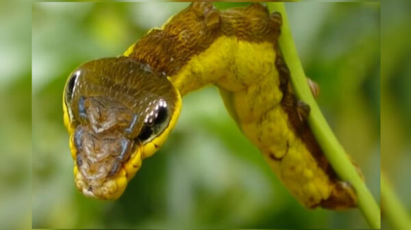 No cabe duda que el mundo no deja de sorprendernos; prueba de ello es una clase de oruga se transforma en serpiente