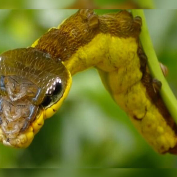 No cabe duda que el mundo no deja de sorprendernos; prueba de ello es una clase de oruga se transforma en serpiente