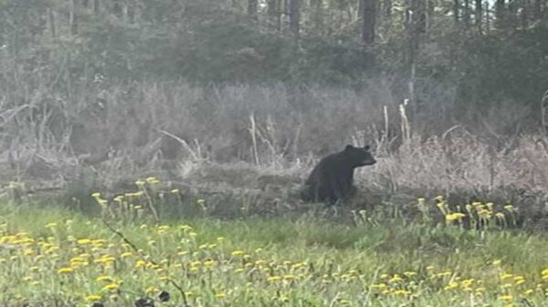 Las imágenes de un oso negro levantado con sus patas traseras se viralizan en redes sociales, pues mantiene una pose parecida a la de un humano