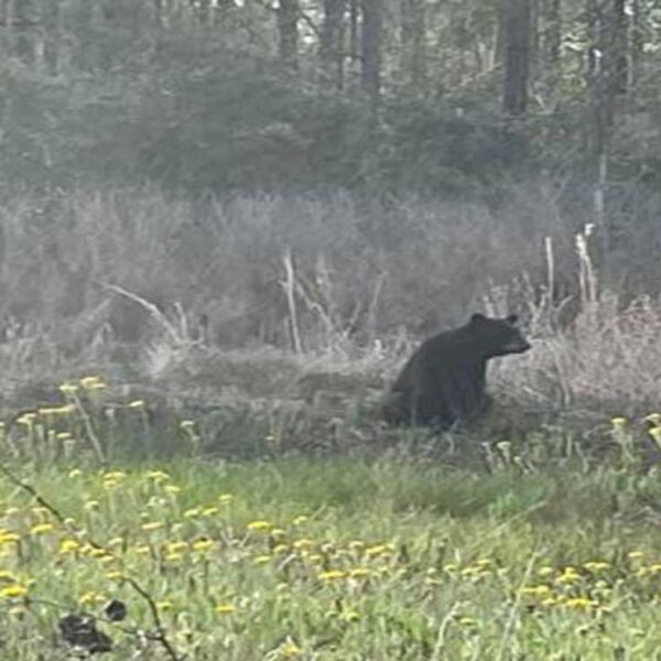 Las imágenes de un oso negro levantado con sus patas traseras se viralizan en redes sociales, pues mantiene una pose parecida a la de un humano