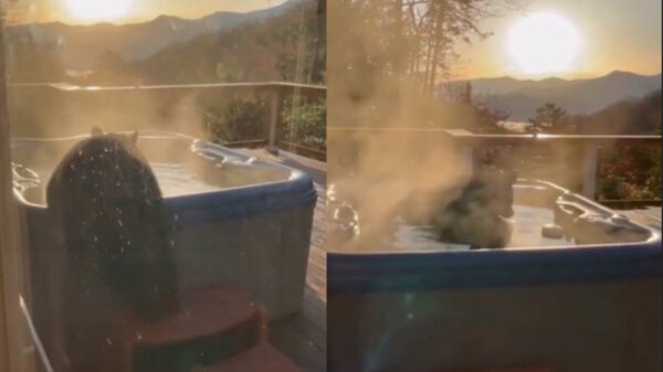 Un baño con agua caliente es relajante y tal parece que esto lo sabe muy bien un oso que tomó por asalto un jacuzzi para darse un chapuzón