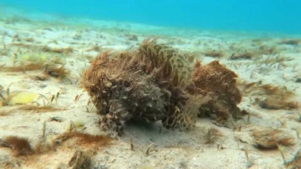 Los caprichos de la naturaleza suelen mostrar coloridas y curiosas formas en los animales, ejemplo de ello son unos inusuales peces peludos