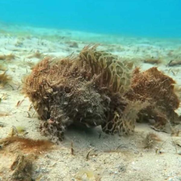 Los caprichos de la naturaleza suelen mostrar coloridas y curiosas formas en los animales, ejemplo de ello son unos inusuales peces peludos